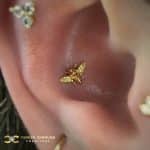 Anatometal Bee in the Conch